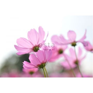fotomural flores silvestres rosa