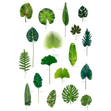 fotomural hojas de la selva tropical verde selva tropical