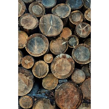 fotomural troncos de madera marrón