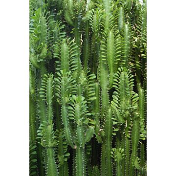 fotomural pared de cactus de la jungla tropical verde selva tropical